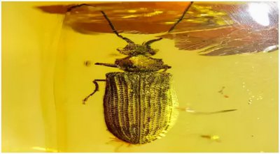 哪种琥珀最好 什么样颜色的琥珀品质最好