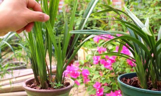 兰花怎么养才能旺盛花香 兰花的养殖技巧