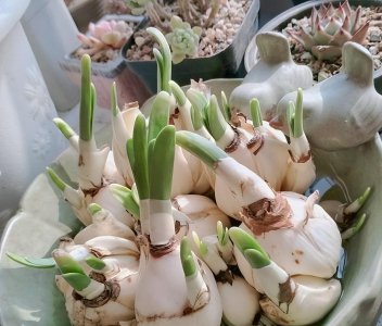 水仙花是哪个季节开的 水仙花的养殖方法和注意事项