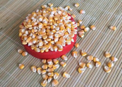 2023年玉米种子行情 今年玉米种子缺货吗 会涨价吗