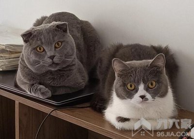 英短蓝白最适合新手养的猫 英短蓝白猫的性格特点详解