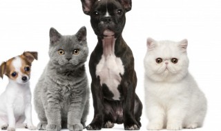 猫咪得了猫瘟怎么办 猫瘟如何治疗