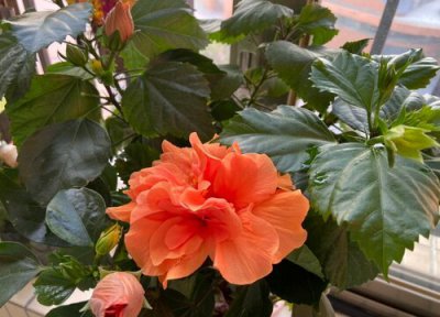 怎样养好秋季花会开 晚秋花卉怎样管理来年开好花结好果