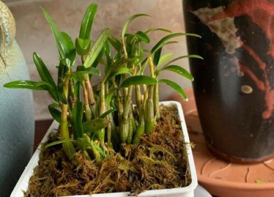 种植石斛赚钱吗 种植的成本利润