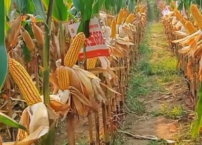 京农玉658玉米品种介绍 国审审定公告 产量优点