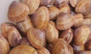 如何挑选蚬子 怎样挑选蚬子