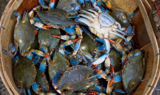 梭子蟹怎么样挑新鲜 梭子蟹如何挑选新鲜的呢