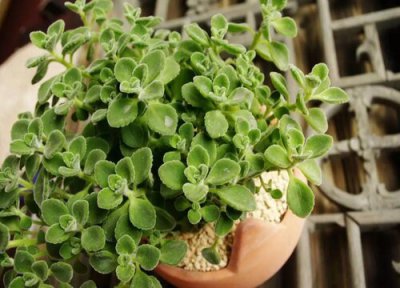 碰碰香冬天怎么养护 碰碰香在冬季如何养护