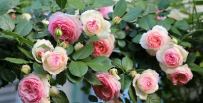 月季花喜欢大水大肥吗 施什么肥让月季花开又多又大