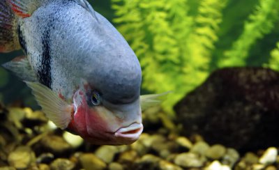 鱼缸放盐起什么作用 鱼缸里放盐原因以、时间和比例