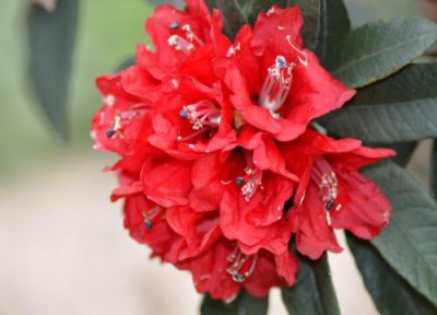 杜鹃冬天会死吗 冬天杜鹃花怎么不会让它死