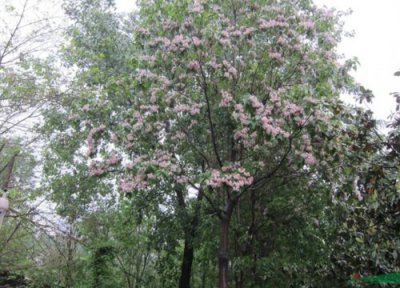 楸树和梓树区别 楸树和梓树有什么区别