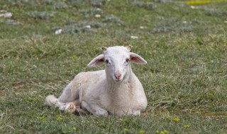 烧烤羊腰子是哪个部位 烧烤羊腰子是什么