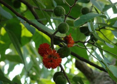 构树果实怎么吃可以补肾 常见的营养吃法