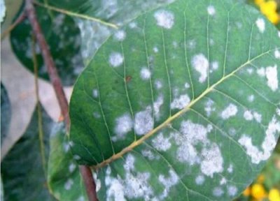 紫薇种植中常见病害 紫薇病虫害防治技术与方法措施