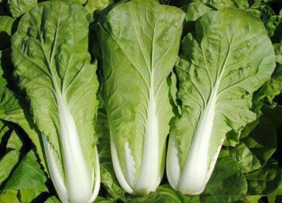 小白菜亩产量多少斤 白菜一亩产量多少公斤