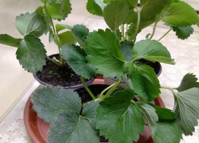 盆栽草莓多久浇一次水 盆栽草莓多长时间浇一次水
