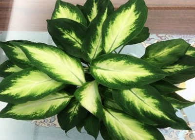 万年青摆放风水禁忌 在家中怎样摆放万年青最好