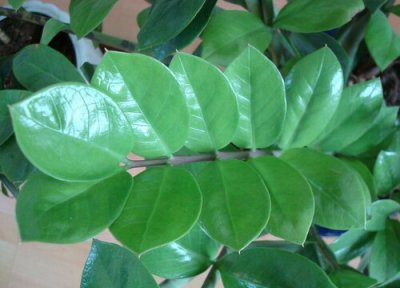 金钱树叶子干枯原因 金钱树叶子干枯怎么办