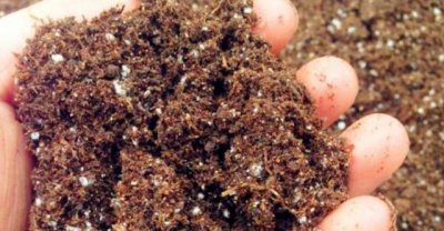 如何配制盆栽月季花营养土 月季能用营养土直接栽种吗