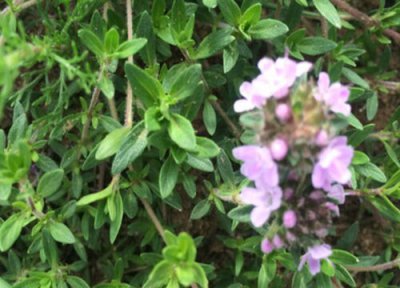 白脉椒草开花吗 开的花是什么样子 图片