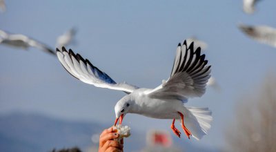公鸽子和母鸽子怎么分出来 区分鸽子公母的方法和技巧