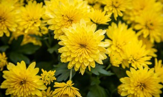 摆放什么植物可以辟邪吉祥 种什么植物最吉利