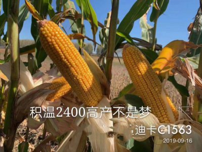 迪卡1563种子介绍 迪卡c1563种子审号产量简介