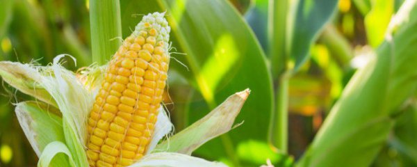 怎样挑选优质高产玉米