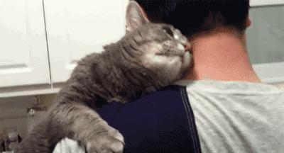 猫用头蹭人是什么意思