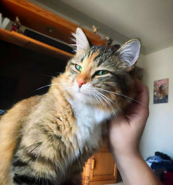 猫用头蹭人是什么意思