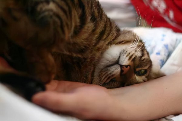 猫用头蹭人是什么意思