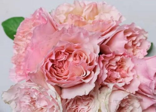 浪漫俳句月季是藤本还是灌木