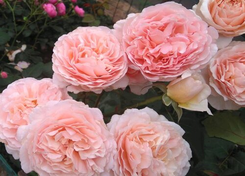 浪漫俳句月季是藤本还是灌木