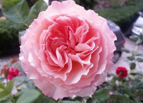 浪漫俳句月季是藤本还是灌木