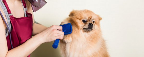 狗狗骨头吃多了会怎样