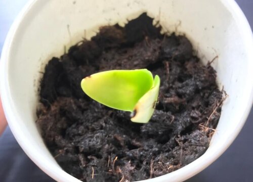 小叶紫檀怎么发芽快