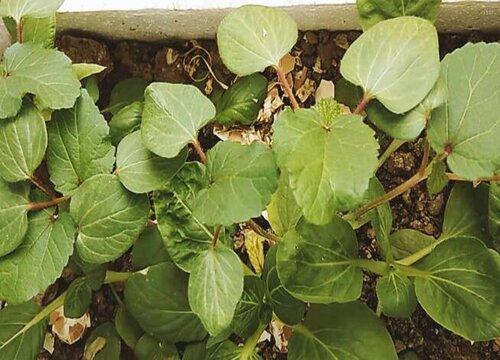 秋葵适合几月份种植