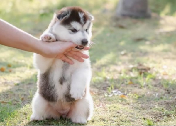 狗狗喜欢咬主人的手脚是怎么回事