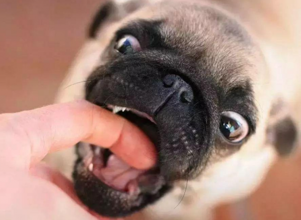 狗狗喜欢咬主人的手脚是怎么回事