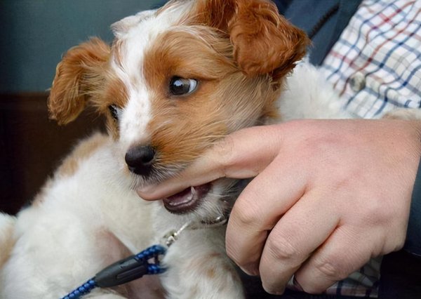 狗狗喜欢咬主人的手脚是怎么回事