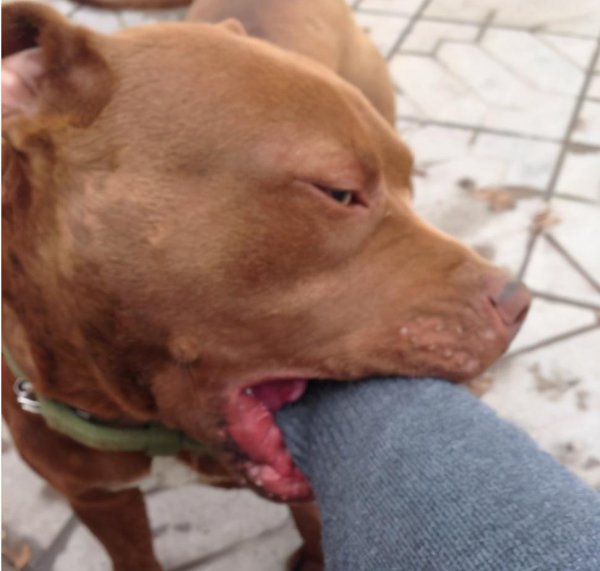 狗狗喜欢咬主人的手脚是怎么回事