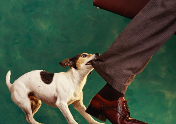 狗狗喜欢咬主人的手脚是怎么回事