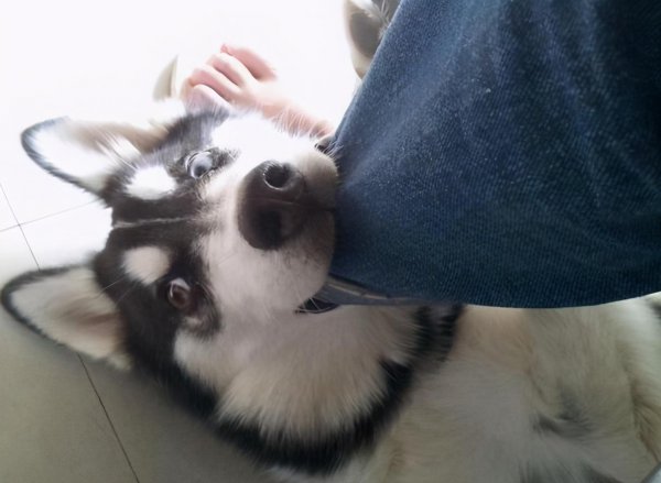 狗狗喜欢咬主人的手脚是怎么回事