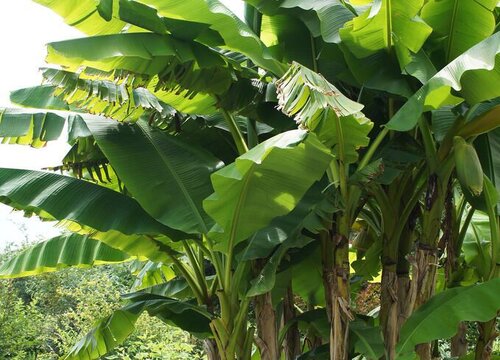 芭蕉是水果吗 是什么性质水果