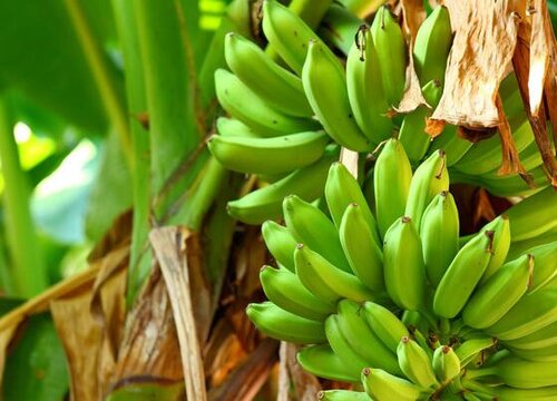 芭蕉是水果吗 是什么性质水果