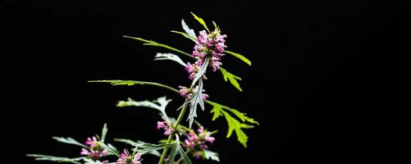 益母草颗粒的功效与作用