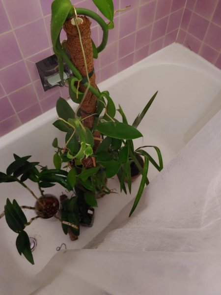 红蜘蛛怎么防治用什么药最有效