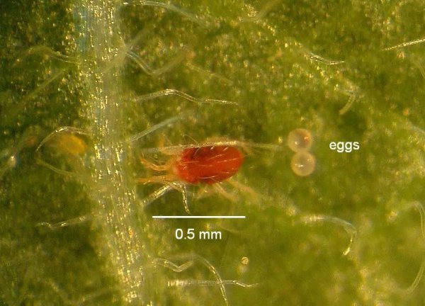 红蜘蛛怎么防治用什么药最有效