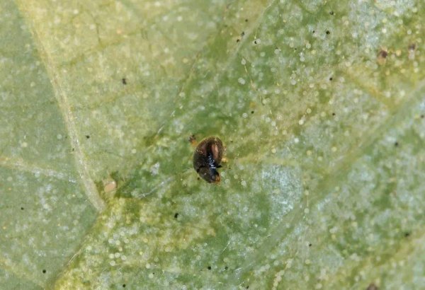 红蜘蛛怎么防治用什么药最有效